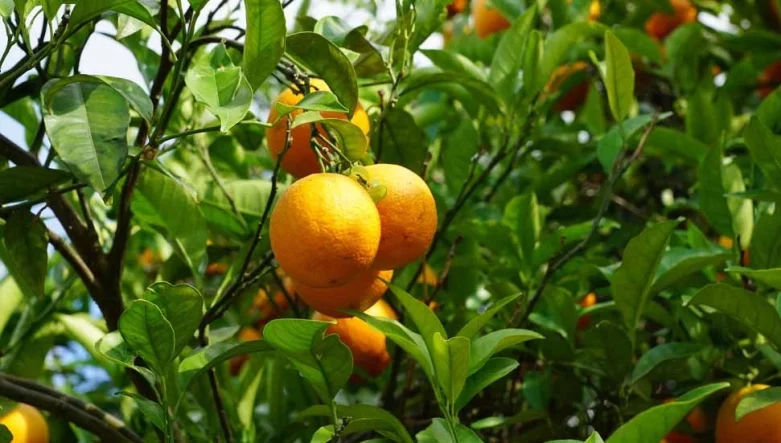 v2narenciye_1717071515