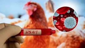 1784111144625yeni-zelanda-da-kus-gribi-alarmi-ilk-h5n1-vakasi-dogrulandi