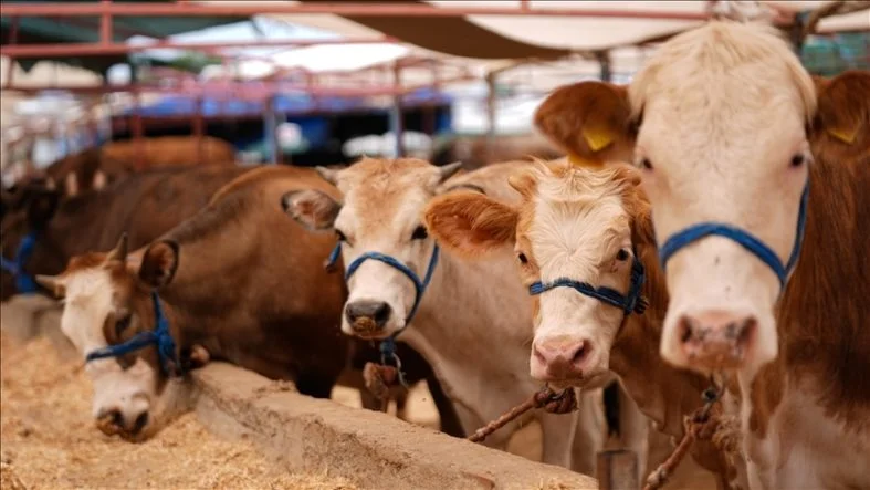 thumbs_b_c_212071f09d0630d7f28603c7203a4b6e