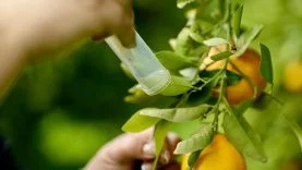 1778400651208Narenciyede yeşillenme hastalığına karşı başlatılan biyolojik mücadelede başarı 2