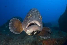 Dusky grouper, Lavezzi Islands, France