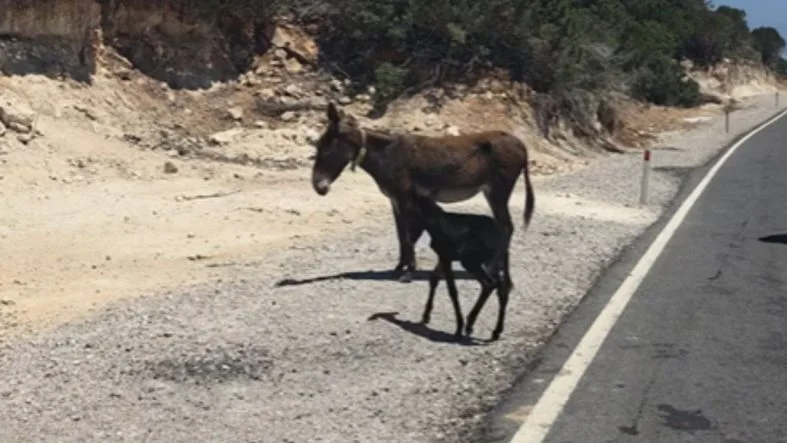 eşek
