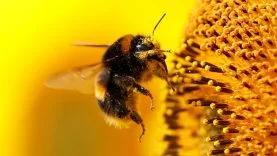 ari-yaban-arisi-bee-2008390