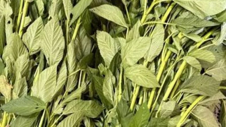 molehiyas