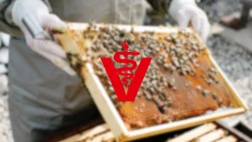veteriner dairesi arı kovanı