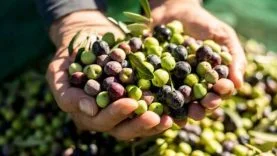 zeytin hasadı