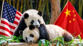 abd çin panda