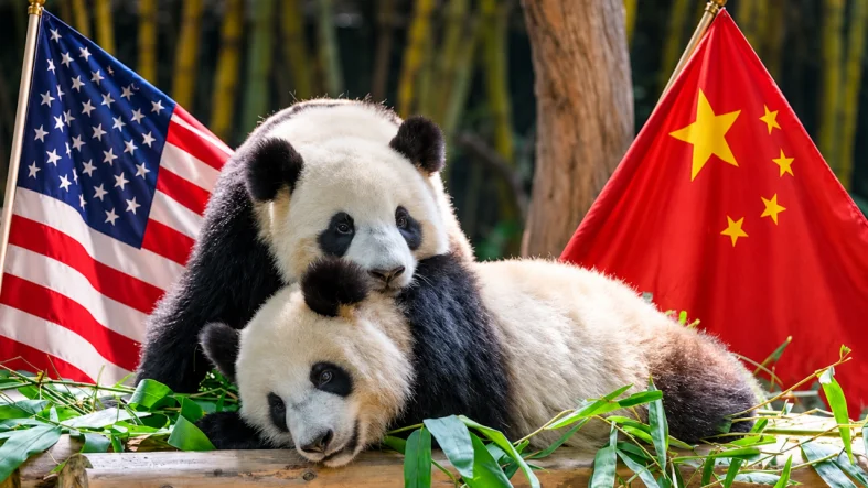 abd çin panda