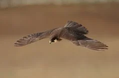 eleonoras-falcon-by-guy-shorrock